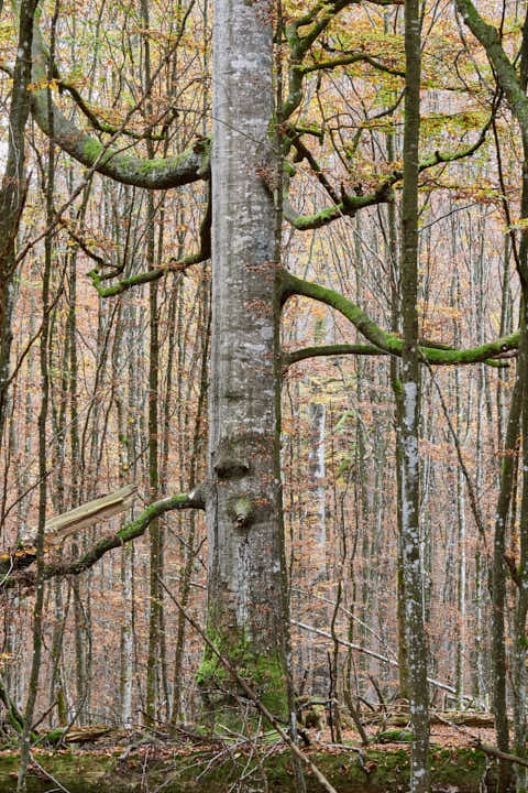 Gemeinde Bayerisch_Eisenstein Landkreis Regen Hans-Watzlik-Hain Baumriese (Dirschl Johann) Deutschland REG